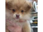Pomeranian Puppy for sale in Hudson, OH, USA