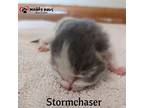 Twister Tails Litter: Storm Chaser Domestic Shorthair Kitten Female