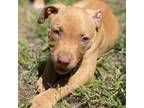 Adopt Valerie a Pit Bull Terrier