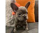 French Bulldog Puppy for sale in New Orleans, LA, USA