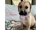 Flower Boxer Puppy Female