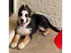 German Shepherd Dog Puppy for sale in Scottsdale, AZ, USA