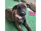 Zola Labrador Retriever Puppy Female