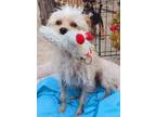 Adopt Chalupa a Poodle, Terrier