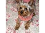 Yorkshire Terrier Puppy for sale in Canton, MI, USA