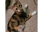 Adopt Crayola a Domestic Short Hair