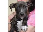 Adopt Audrey a Pit Bull Terrier, Mixed Breed