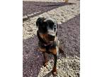 Adopt Cali a Rottweiler, Mixed Breed