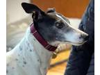 Adopt Carly (was Carla) a Whippet