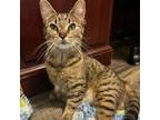 Adopt Sally a Domestic Short Hair