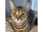 Adopt Kiki a Domestic Short Hair