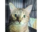 Adopt Sasha a Domestic Short Hair