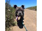 Adopt Stormy a American Staffordshire Terrier, Mixed Breed