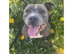 Adopt Emmy a American Staffordshire Terrier, Mixed Breed