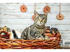 Spring Domestic Shorthair Young Female