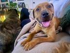 Adopt Sunbury #133 - Honey a Pit Bull Terrier