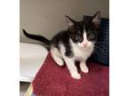 Adopt MORCILLA a Domestic Short Hair