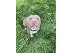 Frito American Pit Bull Terrier Adult Male