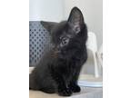 Adopt Maisy bonded pair with sibling a Domestic Short Hair