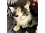 Adopt Bubbles bonded pair with sibling a Calico