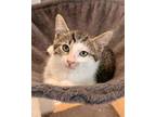 Adopt Buttercup paired with sibling a Tabby
