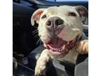 Adopt Amara a American Staffordshire Terrier