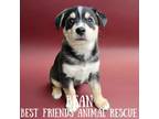 Adopt Bean a Husky, Australian Shepherd