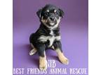 Adopt Nib a Husky, Australian Shepherd