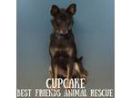 Adopt Cupcake a Husky