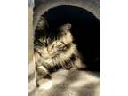 Adopt Reese's Puff 2024 a Domestic Long Hair