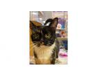 Adopt Mama Tiki a Domestic Short Hair, Calico