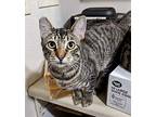 Mack Daddy (with Grater) Domestic Shorthair Kitten Male