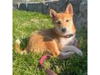 Adopt Kitsune a Mixed Breed