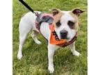 Adopt Coco a Pit Bull Terrier