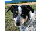 BLUEBERRY-FOSTER NEEDED Australian Cattle Dog Young Female