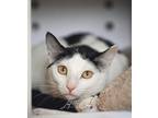 Cupcake Domestic Shorthair Adult Male