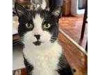 Adopt Lima a Domestic Short Hair