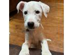 Adopt Penelope (Meriwether Puppy 2) a Mixed Breed