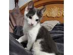 Topaz Domestic Shorthair Kitten Male