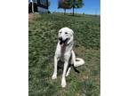 Adopt Roxie a Great Pyrenees