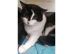 Adopt Willa a Domestic Short Hair