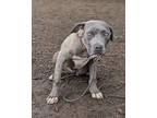 Adopt Meek a Mixed Breed