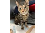 Adopt Willow a Domestic Short Hair