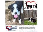 Adopt Lauren a Border Collie