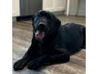 Adopt Bailey a Black Labrador Retriever, Saint Bernard
