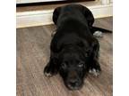 Adopt Baby a Black Labrador Retriever, Saint Bernard