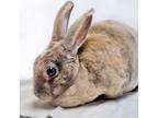 Adopt Coco Puff a Mini Rex