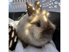 Adopt Cocoa a Lionhead