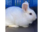 Adopt Milkshake a Bunny Rabbit