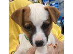 Adopt Eleanor UT RR a Shiba Inu, Parson Russell Terrier